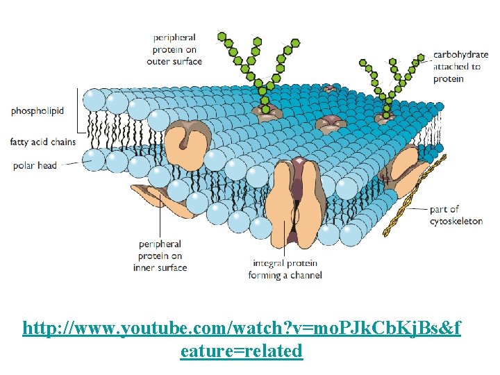 http: //www. youtube. com/watch? v=mo. PJk. Cb. Kj. Bs&feat ure=rhttp: //www. youtube. com/watch? v=mo.