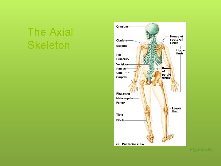 The Axial Skeleton Figure 5. 6 b 