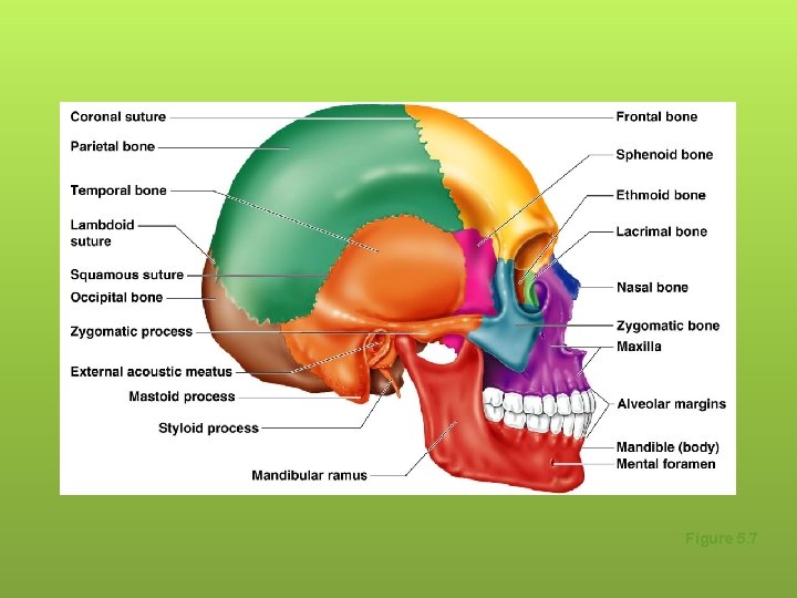 Human Skull, Lateral View Figure 5. 7 