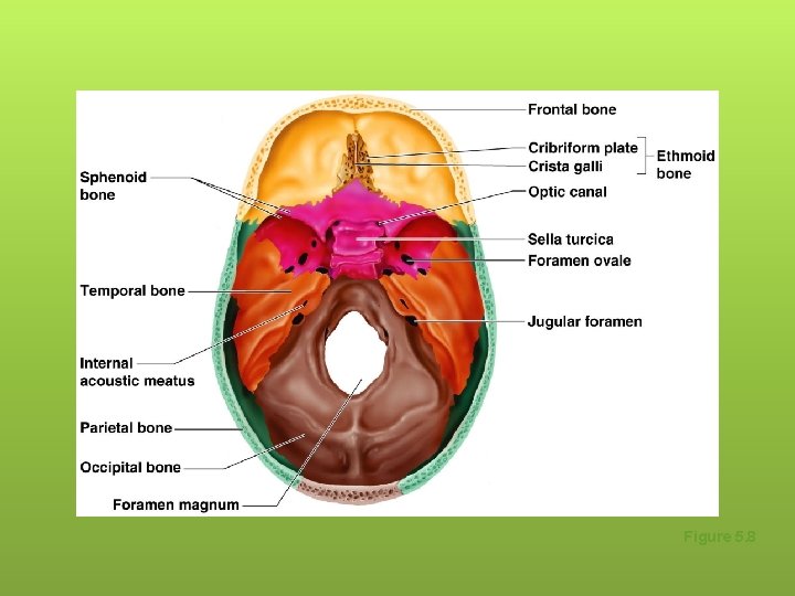 Human Skull, Superior View Figure 5. 8 