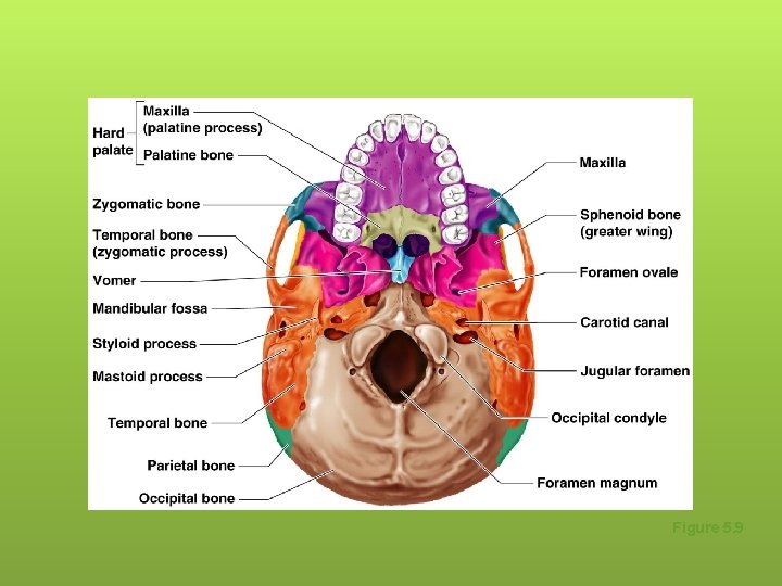 Human Skull, Inferior View Figure 5. 9 