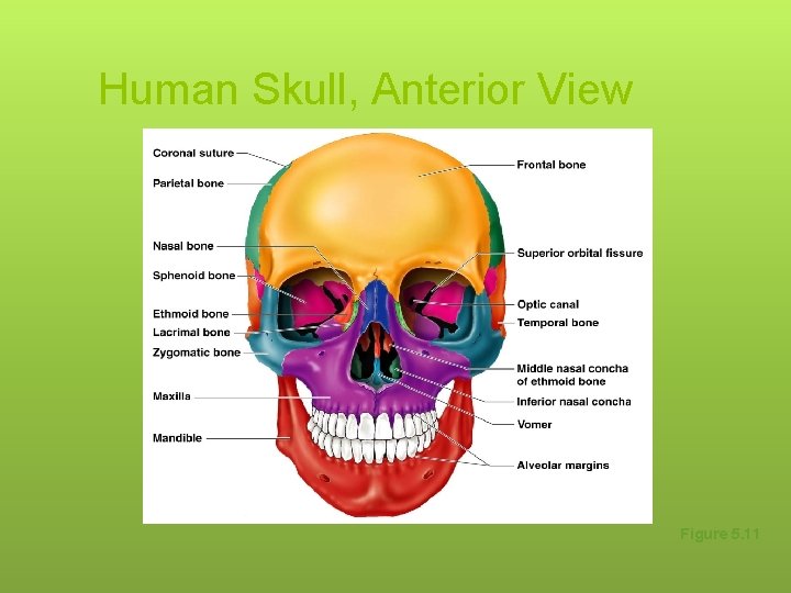 Human Skull, Anterior View Figure 5. 11 