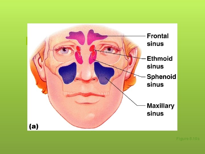 Paranasal Sinuses Figure 5. 10 a 