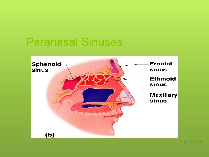 Paranasal Sinuses Figure 5. 10 b 