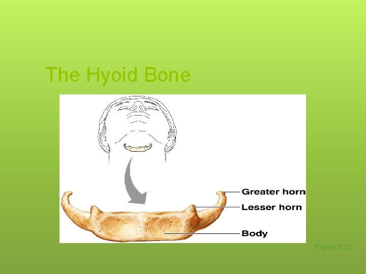 The Hyoid Bone Figure 5. 12 
