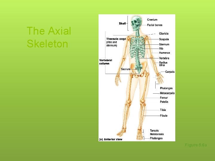 The Axial Skeleton Figure 5. 6 a 