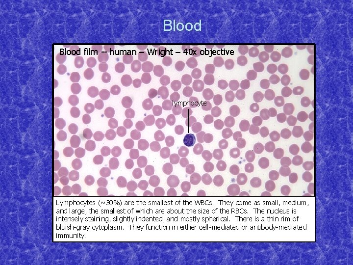 Blood film -- human – Wright – 40 x objective lymphocyte Lymphocytes (~30%) are