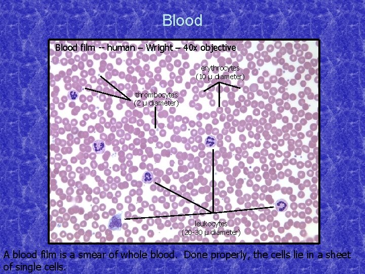 Blood film -- human – Wright – 40 x objective erythrocytes (10 μ diameter)
