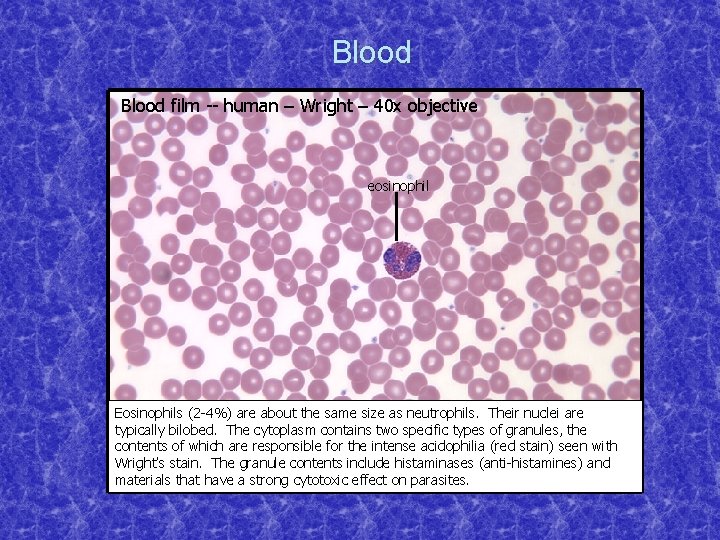 Blood film -- human – Wright – 40 x objective eosinophil Eosinophils (2 -4%)