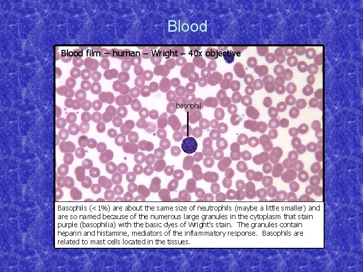 Blood film -- human – Wright – 40 x objective basophil Basophils (<1%) are