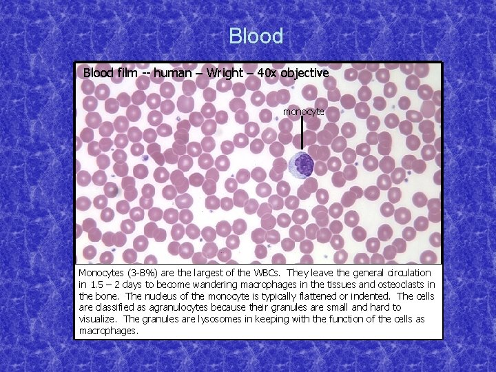 Blood film -- human – Wright – 40 x objective monocyte Monocytes (3 -8%)