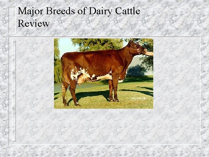 Major Breeds of Dairy Cattle Review 