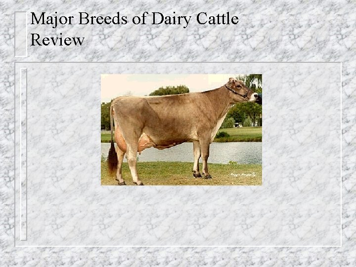 Major Breeds of Dairy Cattle Review 