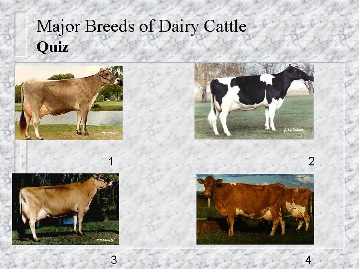 Major Breeds of Dairy Cattle Quiz 1 2 3 4 