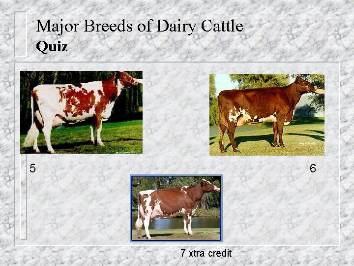 Major Breeds of Dairy Cattle Quiz 5 6 7 xtra credit 