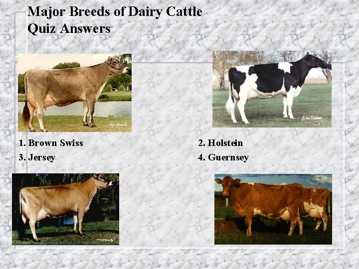 Major Breeds of Dairy Cattle Quiz Answers 1. Brown Swiss 3. Jersey 2. Holstein