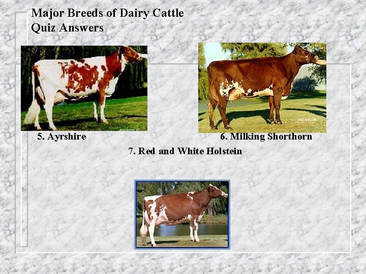 Major Breeds of Dairy Cattle Quiz Answers 5. Ayrshire 6. Milking Shorthorn 7. Red