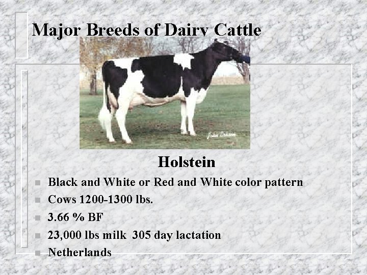 Major Breeds of Dairy Cattle Holstein n n Black and White or Red and