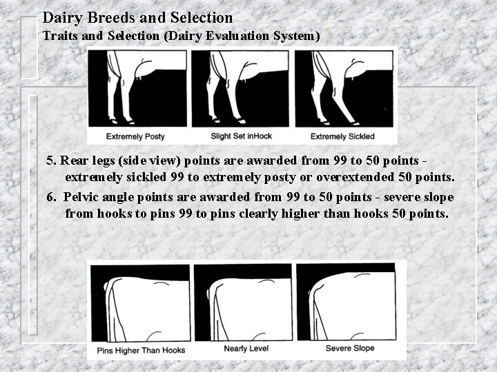 Dairy Breeds and Selection Traits and Selection (Dairy Evaluation System) 5. Rear legs (side