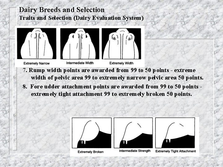 Dairy Breeds and Selection Traits and Selection (Dairy Evaluation System) 7. Rump width points