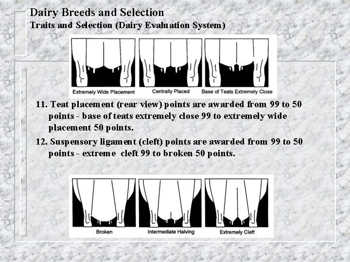 Dairy Breeds and Selection Traits and Selection (Dairy Evaluation System) 11. Teat placement (rear