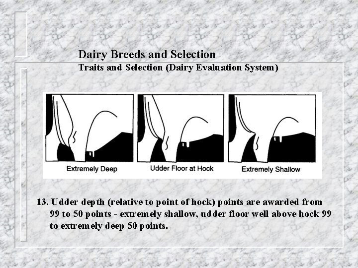 Dairy Breeds and Selection Traits and Selection (Dairy Evaluation System) 13. Udder depth (relative