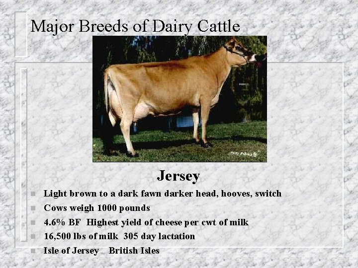 Major Breeds of Dairy Cattle Jersey n n n Light brown to a dark