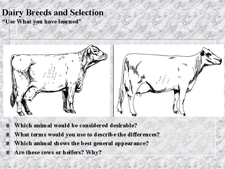 Dairy Breeds and Selection “Use What you have learned” 2 2 Which animal would