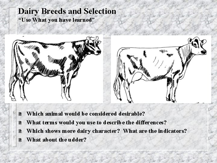 Dairy Breeds and Selection “Use What you have learned” 2 2 Which animal would