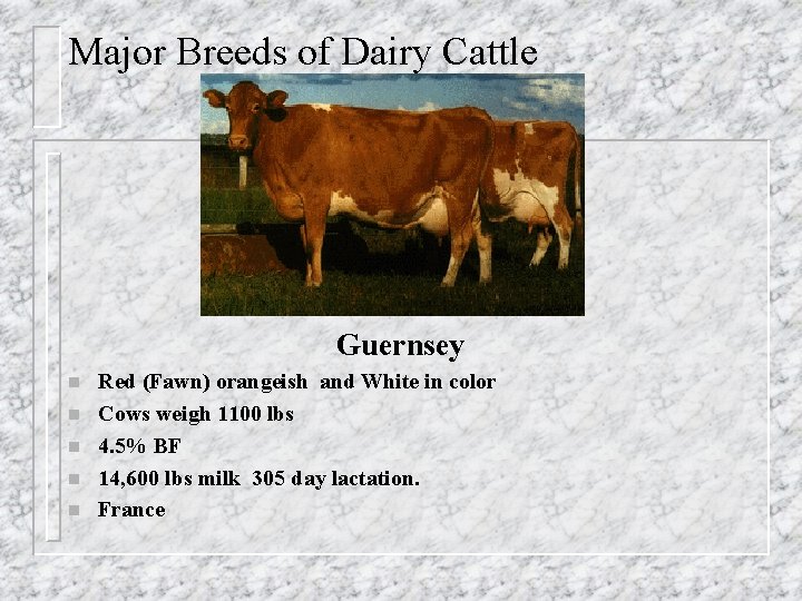 Major Breeds of Dairy Cattle Guernsey n n n Red (Fawn) orangeish and White