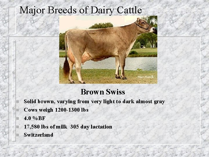 Major Breeds of Dairy Cattle Brown Swiss n n n Solid brown, varying from