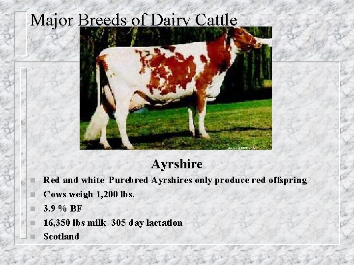 Major Breeds of Dairy Cattle Ayrshire n n n Red and white Purebred Ayrshires