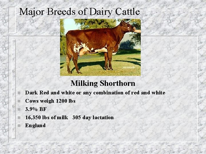Major Breeds of Dairy Cattle Milking Shorthorn n n Dark Red and white or