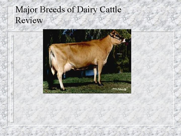 Major Breeds of Dairy Cattle Review 