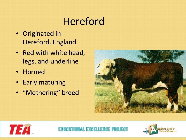 Hereford • Originated in Hereford, England • Red with white head, legs, and underline