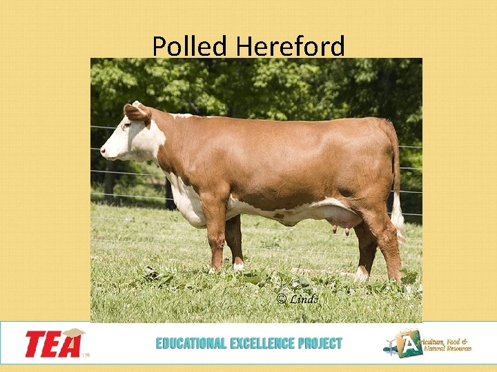 Polled Hereford 