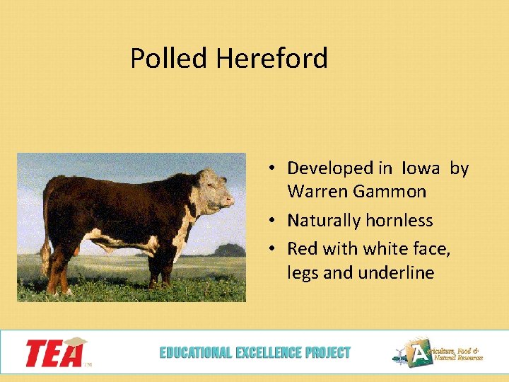 Polled Hereford • Developed in Iowa by Warren Gammon • Naturally hornless • Red
