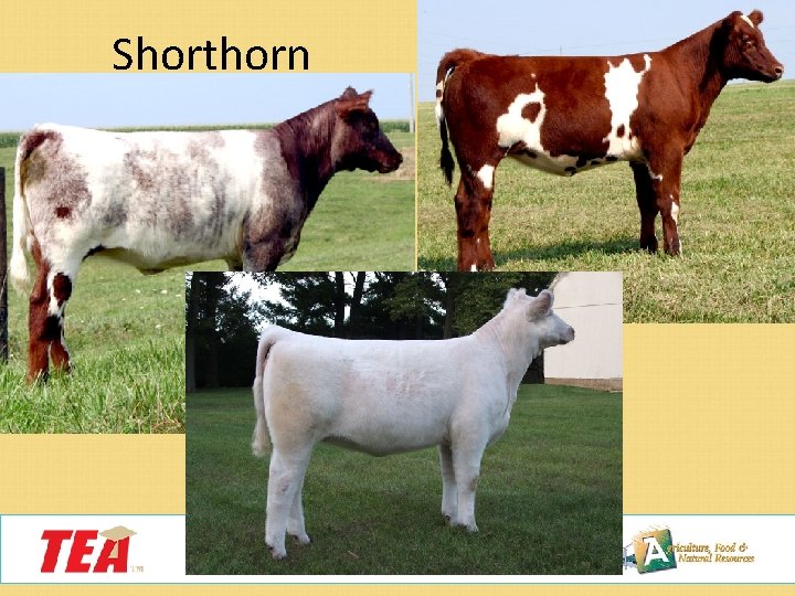 Shorthorn 