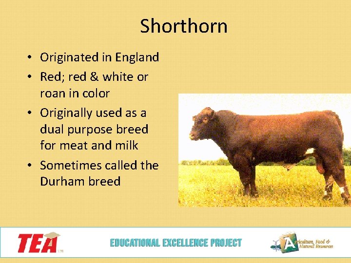 Shorthorn • Originated in England • Red; red & white or roan in color