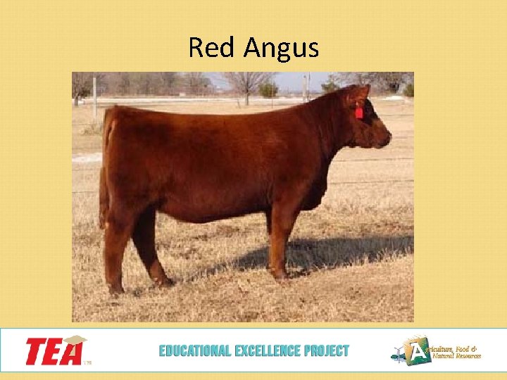 Red Angus 