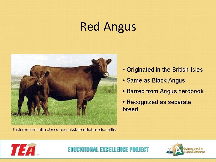 Red Angus • Originated in the British Isles • Same as Black Angus •