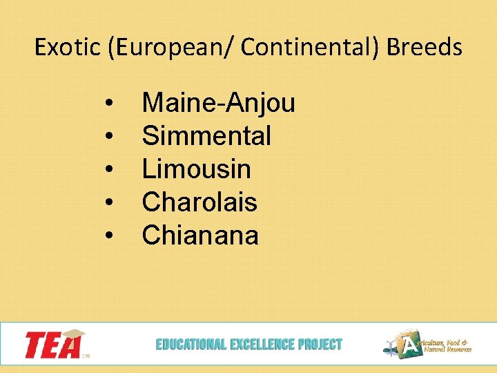 Exotic (European/ Continental) Breeds • • • Maine-Anjou Simmental Limousin Charolais Chianana 