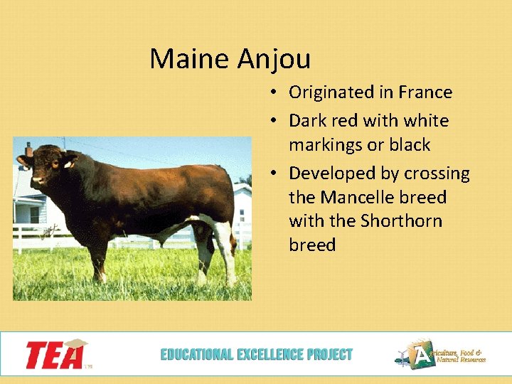 Maine Anjou • Originated in France • Dark red with white markings or black
