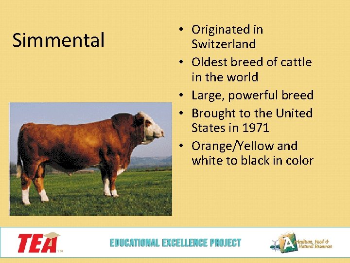 Simmental • Originated in Switzerland • Oldest breed of cattle in the world •