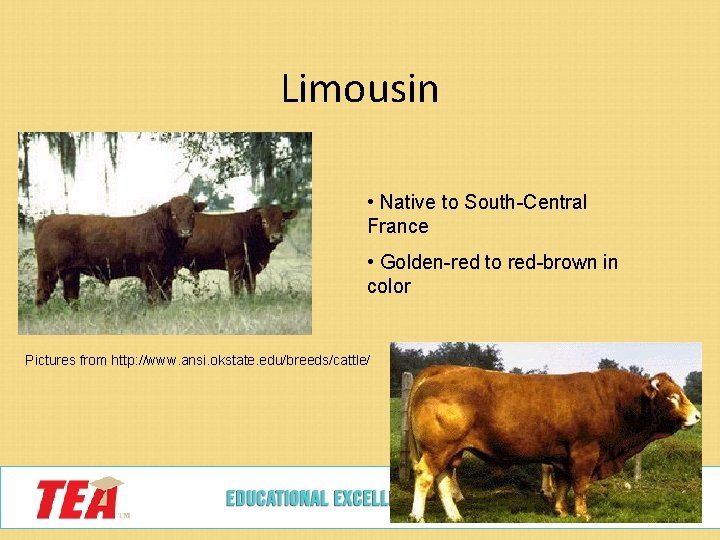 Limousin • Native to South-Central France • Golden-red to red-brown in color Pictures from