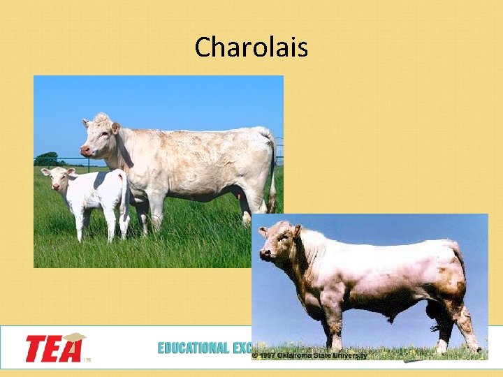 Charolais 