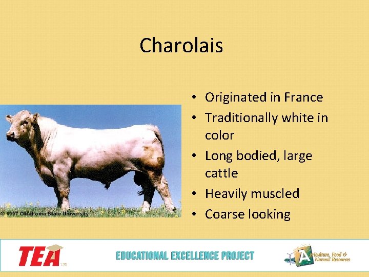 Charolais • Originated in France • Traditionally white in color • Long bodied, large