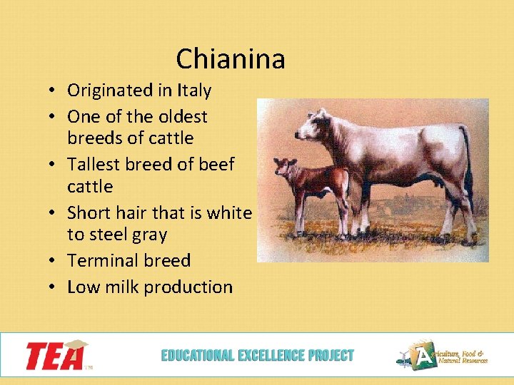 Chianina • Originated in Italy • One of the oldest breeds of cattle •