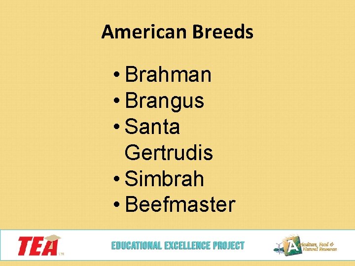 American Breeds • Brahman • Brangus • Santa Gertrudis • Simbrah • Beefmaster 