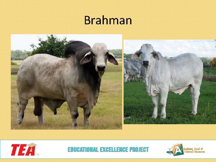 Brahman 